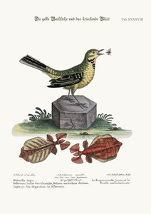 Keltainen vesihääkäri ja kävelevä lehti, 1749-73